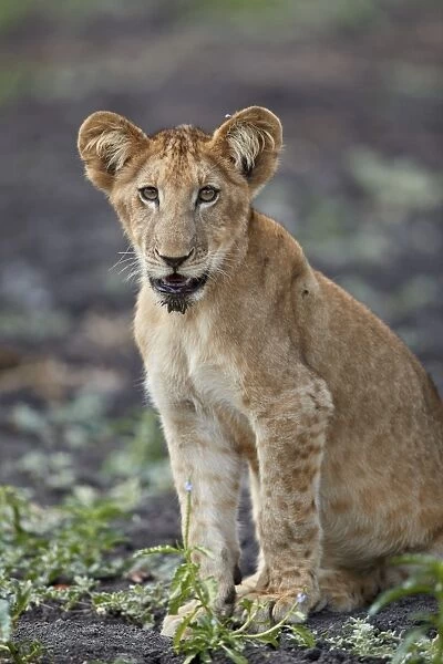 Lion (Panthera leo) cub, Selous Game Reserve, Tanzania, East Africa, Africa