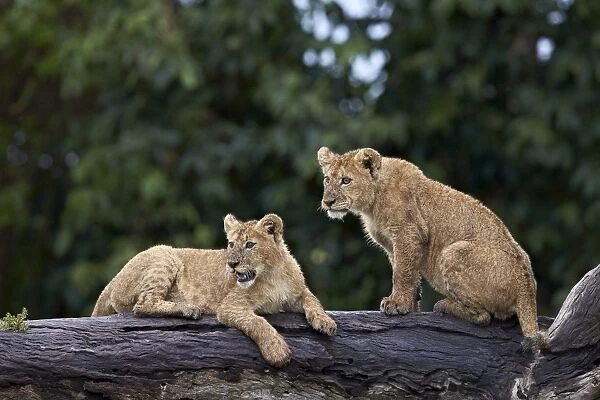 Lion (Panthera Leo) cubs on a downed tree trunk in the rain, Ngorongoro Crater, Tanzania