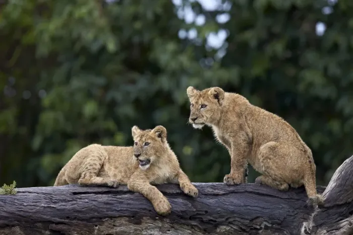 Framed Print : Lion (Panthera Leo) cubs on a downed tree trunk in the rain, Ngorongoro Crater, Tanzania Framed Print : Lion (Panthera Leo) cubs on a downed tree trunk in the rain, Ngorongoro Crater, Tanzania
