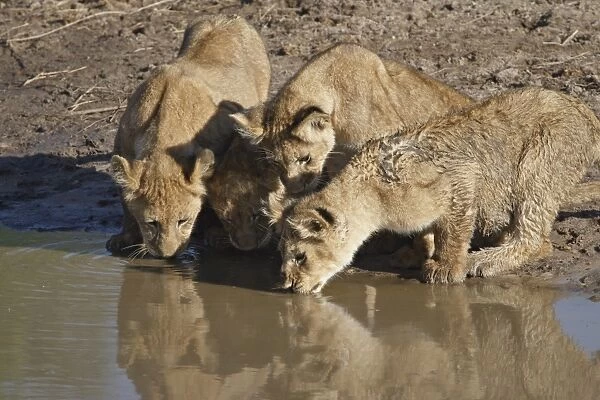 Four Lion (Panthera leo) cubs drinking, Masai Mara National Reserve, Kenya