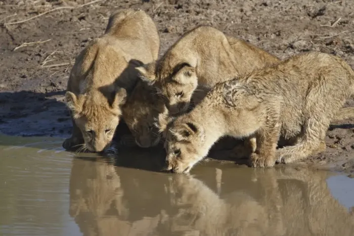 Framed Print : Four Lion (Panthera leo) cubs drinking, Masai Mara National Reserve, Kenya