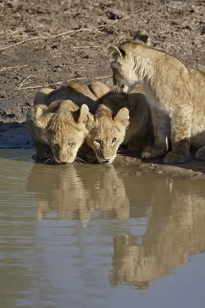 Three Lion (Panthera leo) cubs drinking, Masai Mara National Reserve, Kenya