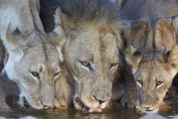 Lion (Panthera leo) and two cubs drinking, Kgalagadi Transfrontier Park, encompassing the former Kalahari Gemsbok National Park, South Africa, Africa