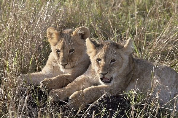 Two Lion (Panthera leo) cubs, Masai Mara National Reserve, Kenya, East Africa, Africa