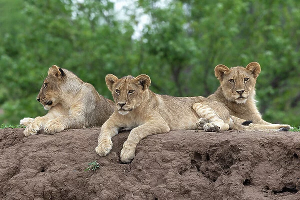 Lion (Panthera leo) cubs, Mashatu Game Reserve, Botswana, Africa
