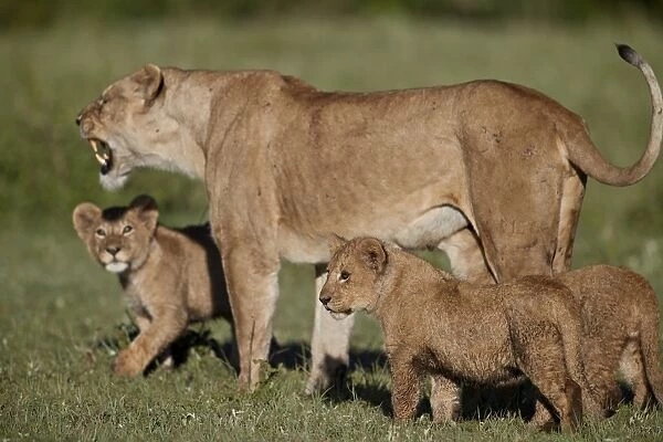 Lion (Panthera leo) cubs and their mother, Ngorongoro Crater, Tanzania, East Africa