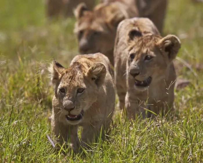 Framed Print : Lion (Panthera Leo) cubs, Ngorongoro Crater, Tanzania, East Africa, Africa Framed Print : Lion (Panthera Leo) cubs, Ngorongoro Crater, Tanzania, East Africa, Africa
