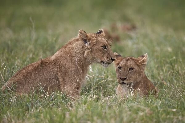 Lion (Panthera Leo) cubs, Ngorongoro Crater, Tanzania, East Africa, Africa