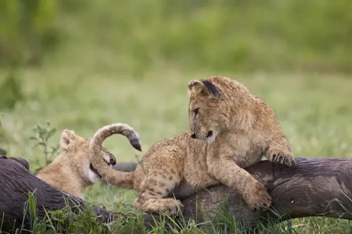 Framed Print : Lion (Panthera Leo) cubs playing, Ngorongoro Crater, Tanzania, East Africa, Africa Framed Print : Lion (Panthera Leo) cubs playing, Ngorongoro Crater, Tanzania, East Africa, Africa