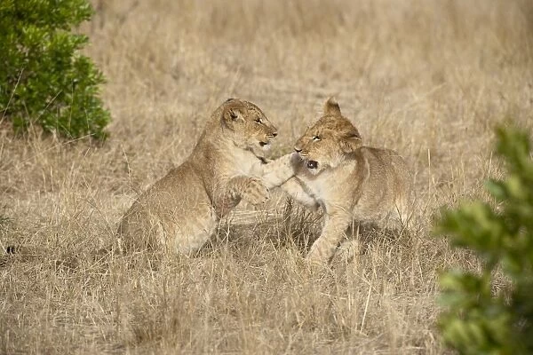 Two lion (Panthera leo) cubs playing