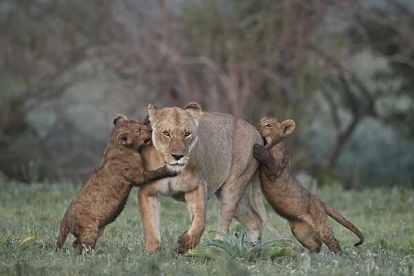 Lion (Panthera leo), two cubs playing with their mother, Ngorongoro Crater, Tanzania