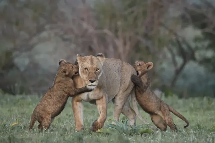 Framed Print : Lion (Panthera leo), two cubs playing with their mother, Ngorongoro Crater, Tanzania Framed Print : Lion (Panthera leo), two cubs playing with their mother, Ngorongoro Crater, Tanzania