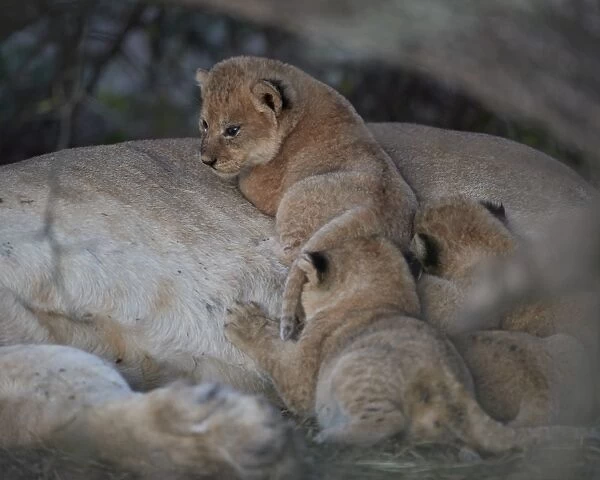 Lion (Panthera leo) cubs about four weeks old, Ngorongoro Conservation Area, Tanzania