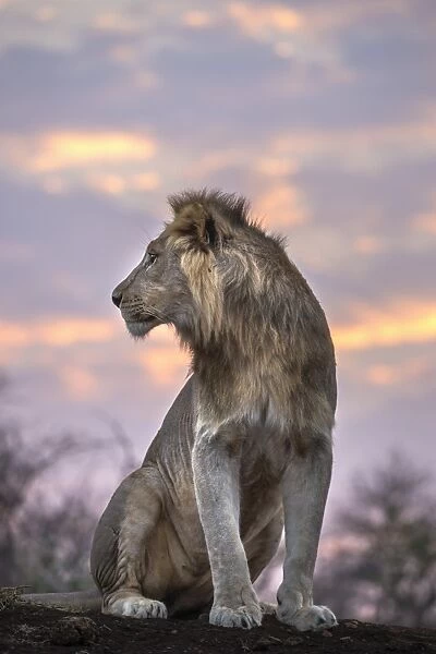 Lion (Panthera leo) at dawn, Zimanga private game reserve, KwaZulu-Natal, South Africa