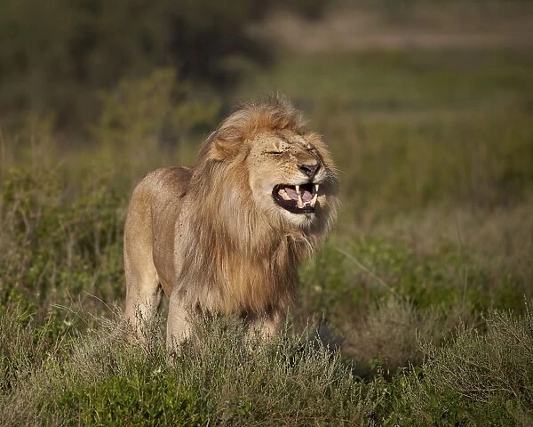 Lion (Panthera leo) demonstrating the flehmen response, Ngorongoro Conservation Area