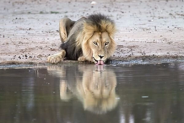 Lion (Panthera leo) drinking, Kgalagadi Transfrontier Park, South Africa, Africa