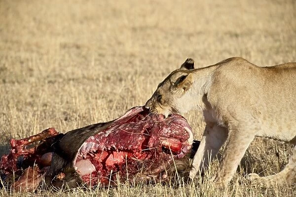 Lion (Panthera leo) eating a wildebeest