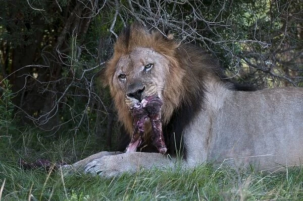 Lion (Panthera leo) eating a wildebeest, Kariega Game Reserve, South Africa, Africa