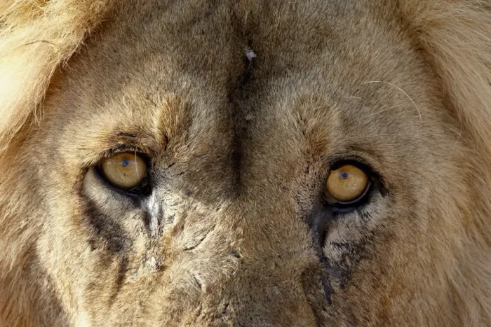 Framed Print : Lion (Panthera leo) eyes, Kgalagadi Transfrontier Park, encompassing the former Kalahari Gemsbok National Park Framed Print : Lion (Panthera leo) eyes, Kgalagadi Transfrontier Park, encompassing the former Kalahari Gemsbok National Park