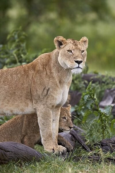Lion (Panthera Leo) female and cub, Ngorongoro Crater, Tanzania, East Africa, Africa