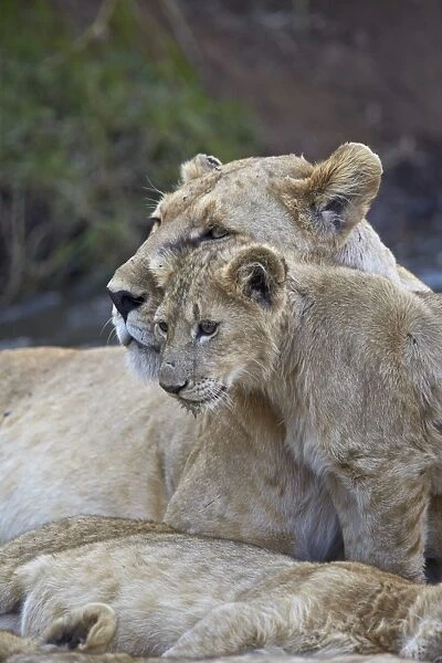 Lion (Panthera leo) female and cub, Ngorongoro Crater, Tanzania, East Africa, Africa
