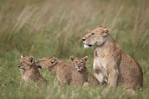 Lion (Panthera leo) female and three cubs, Ngorongoro Crater, Tanzania, East Africa