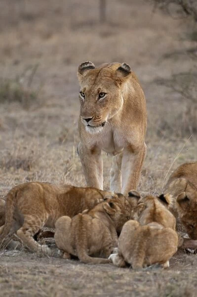 Lion (Panthera leo) female and cubs, Masai Mara, Kenya, East Africa, Africa