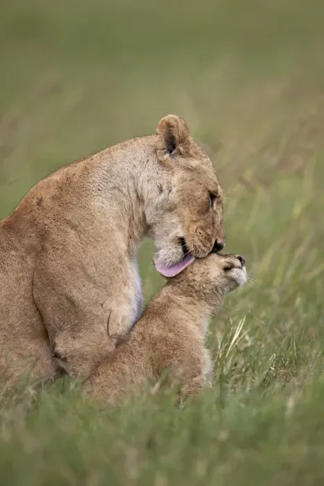 Framed Print : Lion (Panthera leo) female grooming a cub, Ngorongoro Crater, Tanzania, East Africa Framed Print : Lion (Panthera leo) female grooming a cub, Ngorongoro Crater, Tanzania, East Africa