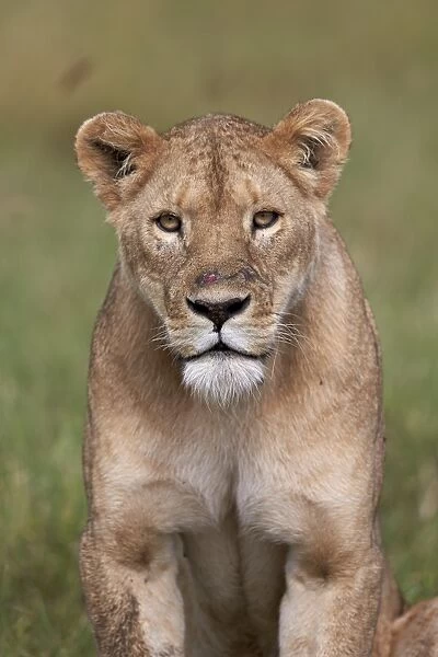 Lion (Panthera Leo) female (lioness), Ngorongoro Crater, Tanzania, East Africa, Africa