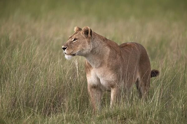 Lion (Panthera leo) female (lioness) in tall grass, Serengeti National Park, Tanzania