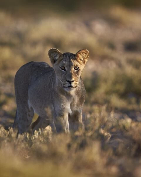 Lion (Panthera leo), immature, Kgalagadi Transfrontier Park encompassing the former