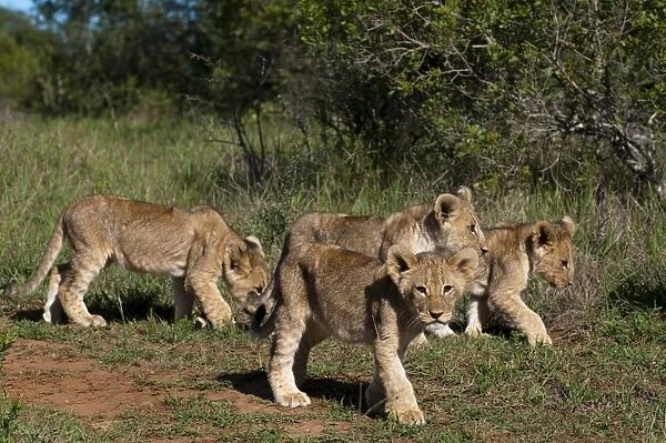 Lion (Panthera leo), Kariega Game Reserve, South Africa, Africa