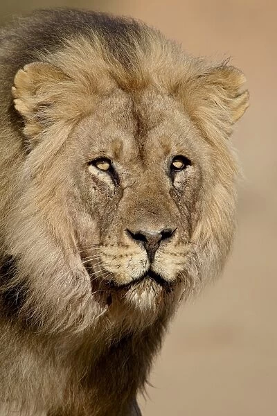Lion (Panthera leo), Kgalagadi Transfrontier Park, encompassing the former Kalahari Gemsbok National Park, South