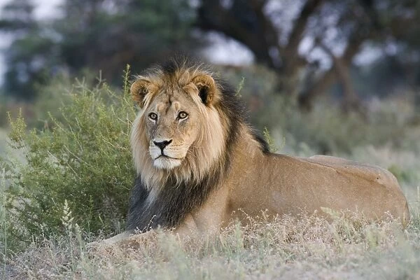 Lion (Panthera leo), Kgalagadi Transfrontier Park, Northern Cape, South Africa, Africa