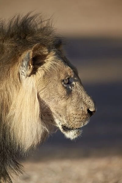 Lion (Panthera leo), Kgalagadi Transfrontier Park, encompassing the former Kalahari Gemsbok National Park, South Africa, Africa