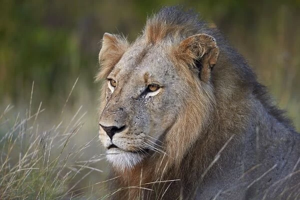 Lion (Panthera leo), Kruger National Park, South Africa, Africa