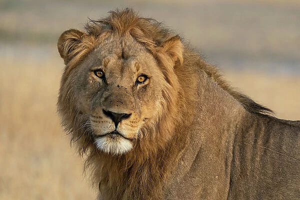 Lion (Panthera leo) looking at the camera, Savuti, Chobe National Park, Botswana, Africa