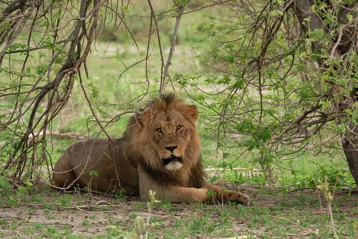 Framed Print : Lion (Panthera leo) looking for shade, Savuti, Chobe National Park, Botswana, Africa Framed Print : Lion (Panthera leo) looking for shade, Savuti, Chobe National Park, Botswana, Africa