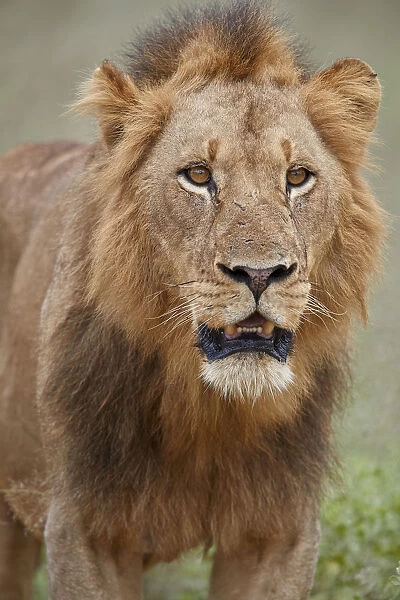 Lion (Panthera leo), male, Kruger National Park, South Africa, Africa