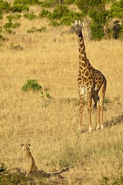 Lion (Panthera leo) and Masai giraffe