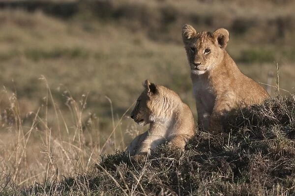 Lion (Panthera leo), Masai Mara, Kenya, East Africa, Africa