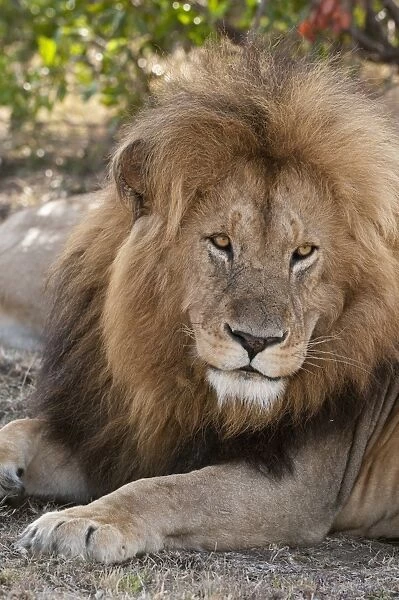 Lion (Panthera leo), Masai Mara, Kenya, East Africa, Africa