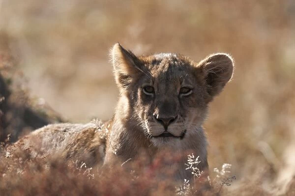 Lion (Panthera leo), Mashatu Game Reserve, Botswana, Africa