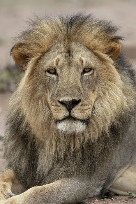 Framed Print : Lion (Panthera leo), Mashatu Game Reserve, Botswana, Africa Framed Print : Lion (Panthera leo), Mashatu Game Reserve, Botswana, Africa