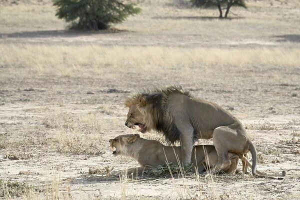 Lion (Panthera leo) mating