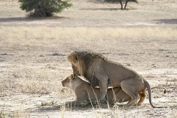 Lion (Panthera leo) mating, Kgalagadi Transfrontier Park, encompassing the former Kalahari Gemsbok National Park, South