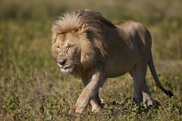 Lion (Panthera leo), Ngorongoro Conservation Area, UNESCO World Heritage Site, Serengeti