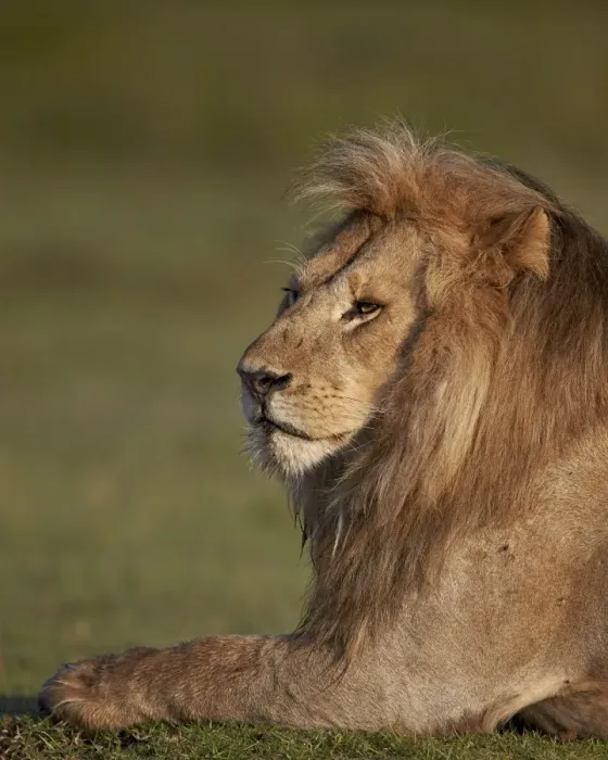 Framed Print : Lion (Panthera leo), Ngorongoro Conservation Area, UNESCO World Heritage Site, Serengeti