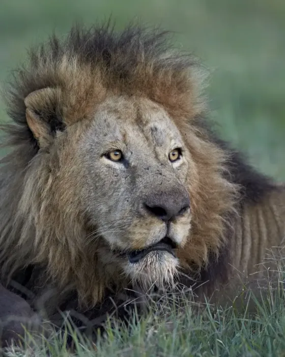 Framed Print : Lion (Panthera leo), Ngorongoro Crater, Tanzania, East Africa, Africa Framed Print : Lion (Panthera leo), Ngorongoro Crater, Tanzania, East Africa, Africa
