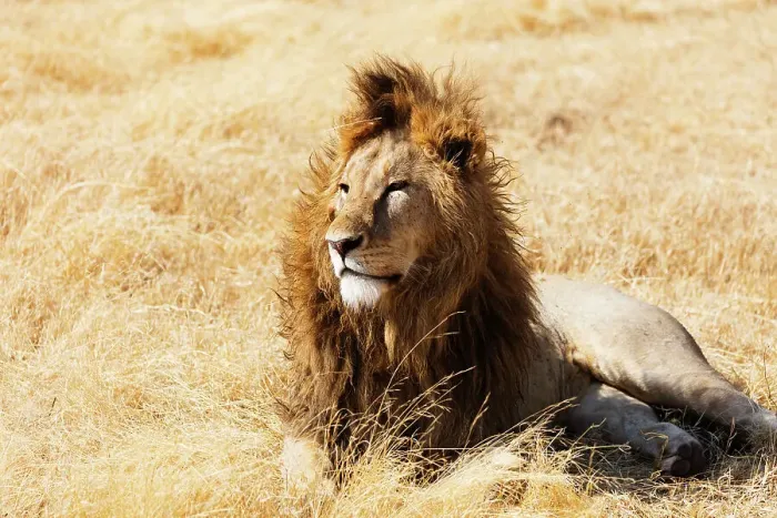 Framed Print : Lion (Panthera leo), Ngorongoro Crater Conservation Area, UNESCO World Heritage Site Framed Print : Lion (Panthera leo), Ngorongoro Crater Conservation Area, UNESCO World Heritage Site
